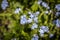 Blooming forget-me-nots Blue forget-me-nots . Selective focus