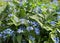 Blooming forget-me-nots flowers in field.  Blue flowers on green background