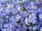 Blooming forget-me-nots Myosotis sylvatica, arvensis or scorpion grasses texture