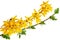 Blooming Forsythia