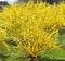 Blooming Forsythia in April