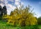 Blooming forsythia in early spring, yellow flowers