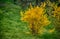 Blooming forsythia in early spring, yellow flowers