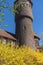 Blooming forsythia in front of sanatorium for military with tower