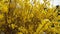 Blooming forsythia spring yellow beautiful bright flowers