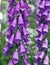 Blooming Foxglove. Flowers, leaves, stems, inflorescence of digitalis