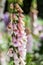 Blooming foxglove plant in the garden