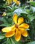 Blooming fragrant golden Gardenia