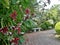 Blooming fragrant Rangoon creeper flower in green garden in summer