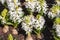 Blooming  of fragrant white hyacinths at the Sigurta garden park.