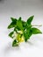 Blooming fragrant white Orange jasmine flowers and green leaves