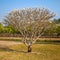 Blooming Frangipani tree