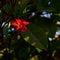 Blooming frangipani tree with red flowers in Kibbutz Nahsholim Israel.