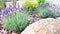 Blooming French lavender bushes grow in a Provencal-style garden. Beautiful purple flowers in garden design. Pine bark for