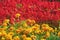 Blooming French Marigold flower in garden, Tagetes Patula, orange yellow bunch of flowers