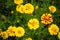 Blooming french marigolds in the garden, in rain. Selective focus