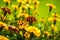 Blooming french marigolds in the garden, in rain. Selective focus