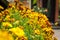 Blooming french marigolds in the garden, in rain. Selective focus