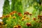 Blooming french marigolds in the garden, in rain. Selective focus