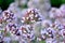 Blooming fresh fragrant oregano in the garden close-up.