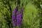 Blooming fresh heather or Celluna vulgaris in the meadow, Central Balkan mountain, Stara Planina