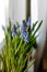 Blooming fresh muscari or grape hyacinth