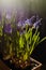 Blooming fresh muscari or grape hyacinth
