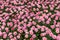 Blooming fresh and natural chrysanthemum