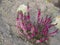 blooming fresh purple pink heather plant on beige dirt background