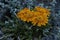 Blooming fresh yellow flower in decorative flowerpot outdoors, Cortina d`Ampezzo, Dolomite, Alps, Veneto