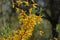 Blooming fructus forsythiae