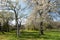 Blooming fruit orchard with several blooming Apple trees in the spring. Beautiful spring colors of blooming fruit trees in orchard