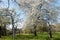 Blooming fruit orchard with several blooming Apple trees in the spring. fresh green grass and blue sky at daylight. Beautiful