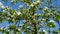 Blooming fruit pear tree. Branch with white small flowers against the sky. Flowers and leaves sway in the wind. Blooming trees in