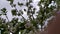 Blooming fruit pear tree. Branch with white small flowers against the sky. Move the camera up the tree