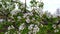 Blooming fruit pear tree. A branch with white small flowers. Flowers and leaves sway in the wind. Blooming trees in spring