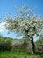 Blooming fruit tree