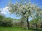 Blooming fruit tree