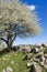 Blooming fruit tree