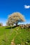 Blooming fruit tree