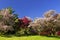 Blooming fruit trees in spring park