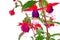 Blooming fuchsia (fuschia hybrida)