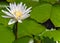 Blooming fuchsia Violet water lily lotus flowers