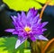 Blooming fuchsia Violet water lily lotus flowers in the pool pond