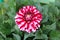 Blooming fully open Dahlia bushy tuberous herbaceous perennial plant with large dark red and white flower containing multiple