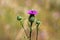 Blooming fully open Greater burdock or Arctium lappa plant with small bee on top of flowers surrounded with two flower buds