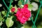 Blooming fully open rose with thick red petals surrounded with small flower buds starting to open growing through metal fence