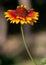 Blooming Gaillardia or Blanket Flower in Ladakh Valley