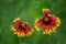 Blooming Gaillardia flowers, asters family. Flowering of chamomile Gerbera for nature background.