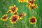 Blooming Gaillardia flowers, asters family. Flowering of chamomile Gerbera for nature background.